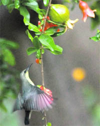 A sunbird flies towards his grab atop a tree in Chandigarh.
