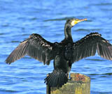 A file picture of a migratory bird from Siberia.