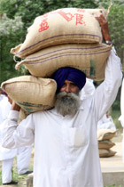 A farmer carries bags of paddy seed at a kisan mela in Bathinda on Tuesday.