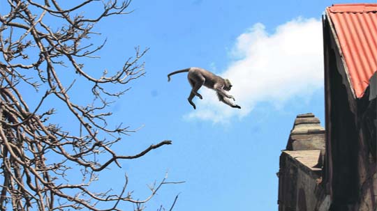 A monkey having fun in Shimla.