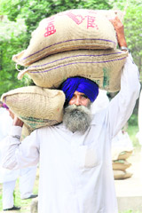A farmer carries bags of paddy seed at a kisan mela in Bathinda on Tuesday.