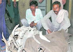 Two smugglers caught with antlers of deer in raipur police station in dehradun.