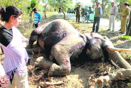 The dead elephant at the Chila Forest Range.