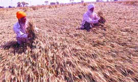 Farmers inspect the damage to their wheat crop as a result of rain and strong winds in Amritsar. 
