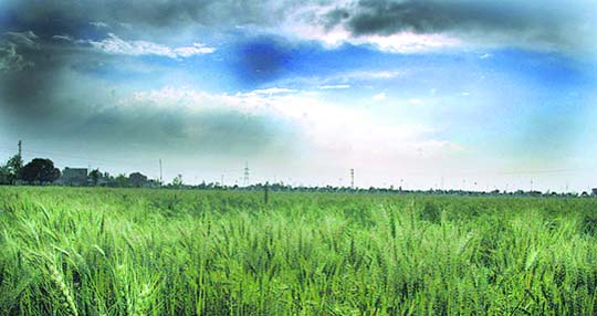 Even as it makes for a pretty picture, farmers have a reason to worry as clouds hover above their fields at Pomel village in Ludhiana
