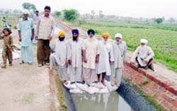Farmers after putting sand bags in sewerage water channel in Abohar 