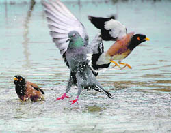 Birds frolicking in rain water in Dehradun on Saturday.