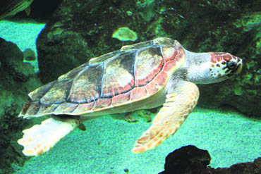 Loggerhead turtles cover a round trip of more than 12,000 miles
