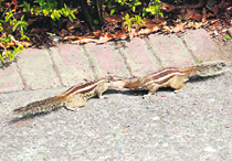 Two squirrels share a bite.