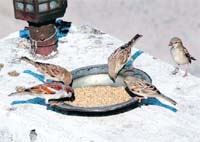 Scientists put up 383 nests at residential areas of BHEL, Shivpuri and adjoining areas. Sixty per cent were occupied by sparrows and the rest by other birds