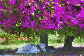 A farmer takes a nap under the shade of trees on the campus of the NDRI in Karnal.
