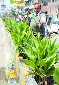 Comrade Buta Ram waters plants on the Sultanwind road