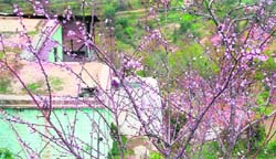 Flowers in full bloom in Patnitop near Jammu.