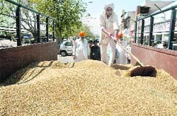 A farmer unloads wheat from a trolley at Khanna Mandi