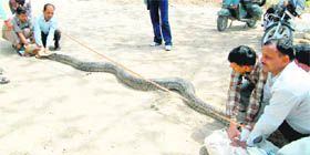 The python found in BHEL factory on Friday in Dehradun being measured by forest officials.