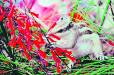 A squirrel amidst a flower bed in a park in Jammu.