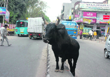 Stray animals like this are a traffic hazard in Jammu.