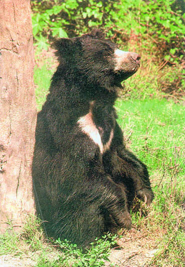 The moon bear is close to extinction in Iran, 