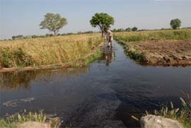 A farmer irrigates his field with the toxic sludge flowing in the Lisada drain, which passes through the village. 