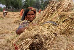 A woman labourer from Rajasthan busy harvesting wheat in a field at Jeewan Singh Wala village in Bathinda on Sunday. 