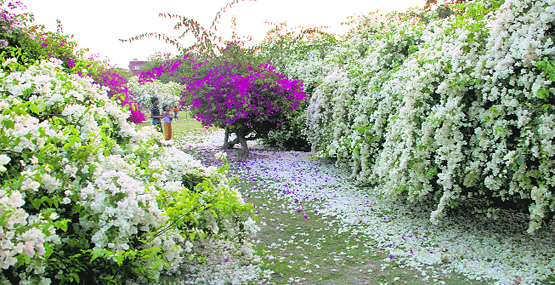Flowers in full bloom at the Bougainvillea Garden, Phase IV, Mohali, on Sunday.