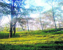 A tea garden at Bundla village in Kangra valley.