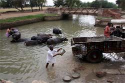 People washing their vehicles and cattle in the Kotla branch canal distributary at Bhagi Wandar village in Talwandi Sabo