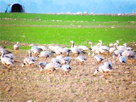 Bar headed geese feed on crops in an encroached field in the Pong Dam wetland near Nagrota Surian