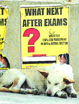 The stray dog seems to reflect the mood of students after the exam season is over in front of a placement ad in Jalandhar on Tuesday.