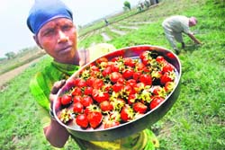 A woman in a strawberry field