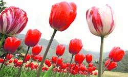 Flowers in full bloom at the Tulip Garden overlooking the Dal Lake in Srinagar.
