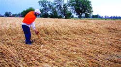 A farmer looks at his flattened wheat crop in Jalandhar