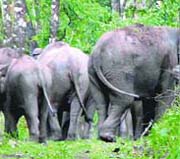 A herd of elephants retreating towards the forest area after being obstructed by a curious crowd from reaching the riverside in the Rajaji park area