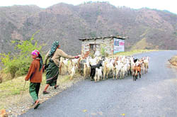 A hill woman shepherds her goats on the Vikasnagar-Charata road.