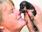 Owner Susan Thomson gets an affectionate lick from her three-week-old Chihuahua puppy named Tom Thumb, in Renton, England