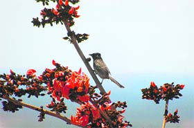 Spring season: A bird perched on a flower bush in Jammu
