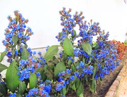 Spiky blue: The Daedalacathus shrub grows to a height of nearly 75 cm and bears deep blue flowers