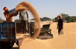 A farmer unloads wheat at the grain market in Ghudda village of Bathinda district on Saturday.