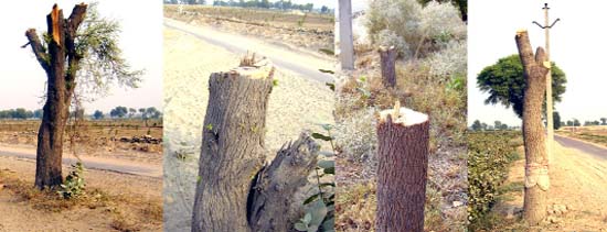 The election season boosts the morale of the wood mafia in Sriganganagar and Hanumangarh districts.