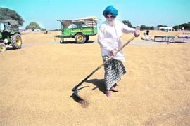 A farmer dries up his wheat crop at the grain market at Kudda village in Bathinda district on Saturday.