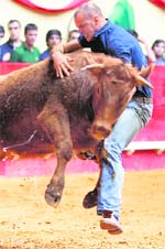 A Portuguese bullfighter Forcado tries to catch a bull during the Forcados Festival in Evora City on Saturday.