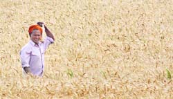 A labourer passes through a field in Karnal. 