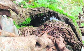 The Kadam tree and a natural mineral water kund on a hill near the temple.