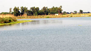 Water flowing towards the Indian side from a tributary of the Sutlej coming from Pakistan.