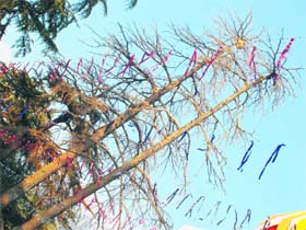 A 100-year-old deodar tree in front of the local PWD rest house, which has dried up due to the negligence of the authorities