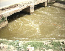 Contaminated water flows in canals in Abohar area on Wednesday.