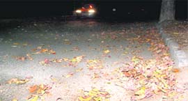 Leaves strewn across the road after an evening duststorm in Chandigarh