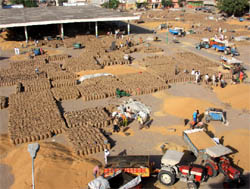 The grain market at Bathinda buzzing with activity on Thursday as wheat arrival has considerably picked up.