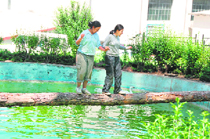 Two young adventurers of Rishikesh try to reach the other end of a swimming pool making a fallen tree as a bridge.