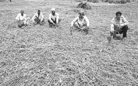 Farmers, whose wheat crop was damaged due to heavy rain, at Machhiwara village